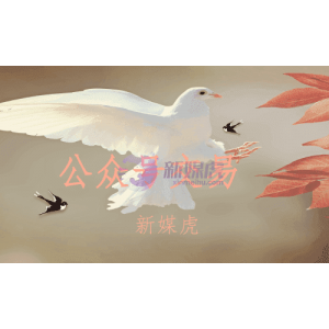 视频公众号购买后做营销有哪些优势呢？